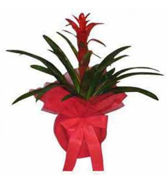 Guzmania